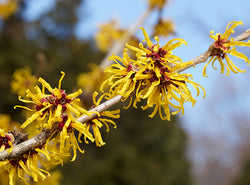 Witch Hazel: Is It Good Or Bad For Your Skin?