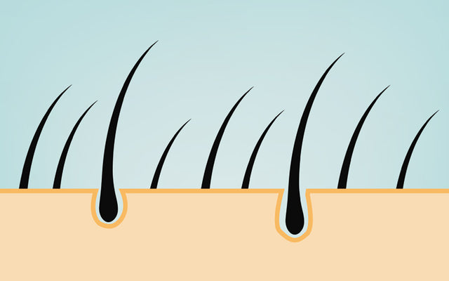 Hair Follicles: The Complete Structure, Functions & Related Diseases