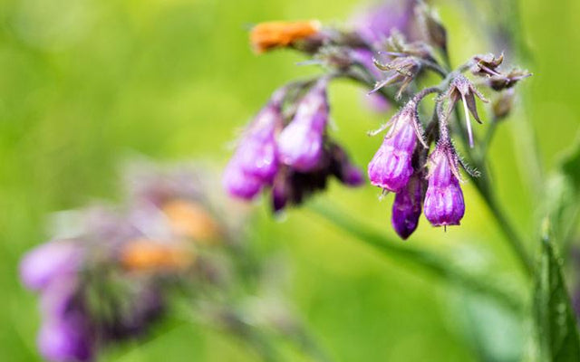 Allantoin: A Safe & Effective Skin Care Ingredient You Need To Know About