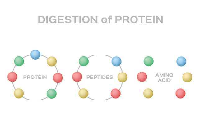 Peptides For Skin: What Are They & How Do They Work?