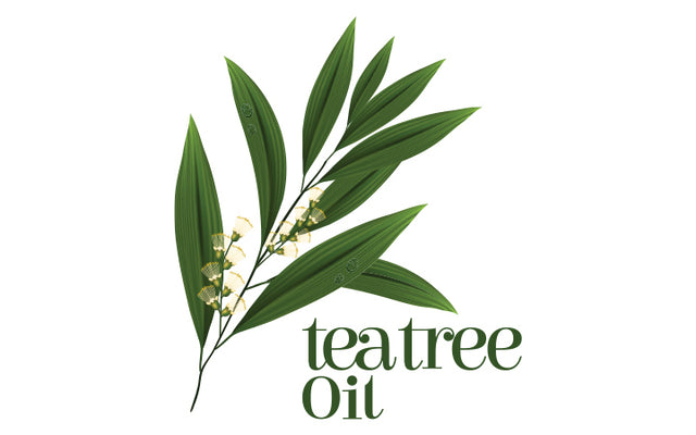 Top 10 Benefits & Uses Of Tea Tree Oil For Skin