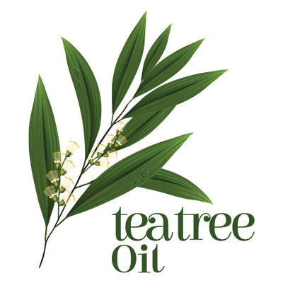 Top 10 Benefits & Uses Of Tea Tree Oil For Skin