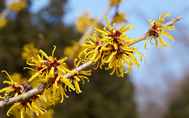 Gorgeous Can Witch Hazel Go Bad Landscape Photography Gorgeous Can Witch Hazel Go Bad Landscape Photography
