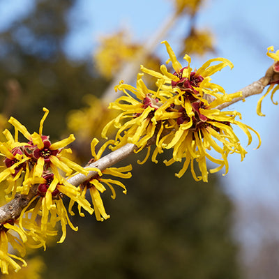 Witch Hazel: Is It Good Or Bad For Your Skin?