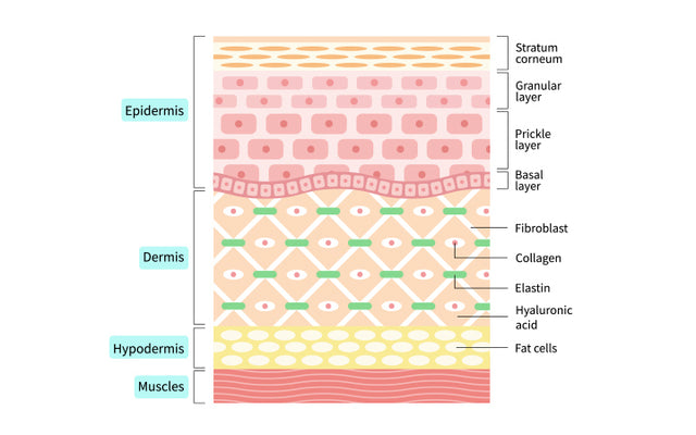 Understanding The Role Of The Hypodermis Layer Of Your Skin