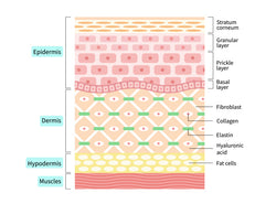 Understanding The Role Of The Hypodermis Layer Of Your Skin