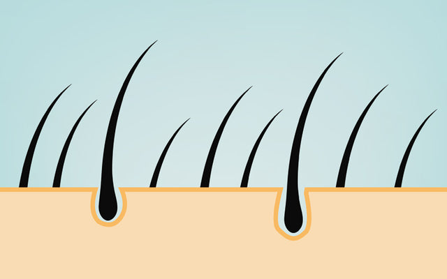 Hair Follicles: The Complete Structure, Functions & Related Diseases ...