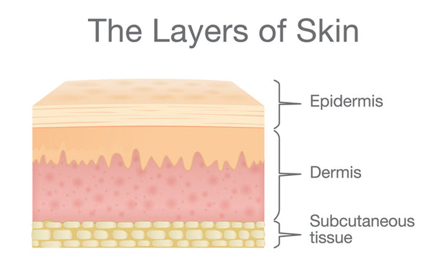 Understanding The Different Layers Of Skin