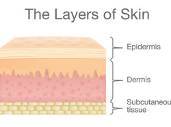 Understanding The Different Layers Of Skin