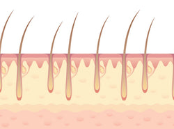 The 5 Layers Of Scalp Explained
