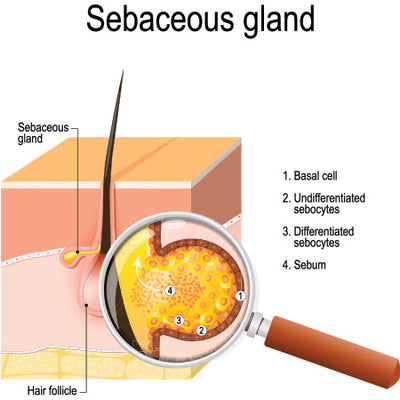 Sebum: All About Sebaceous Glands & Its Natural Oil