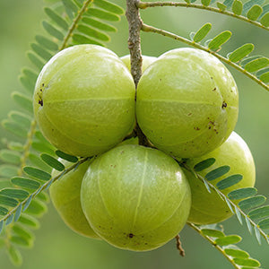 Amla (Indian Gooseberry)