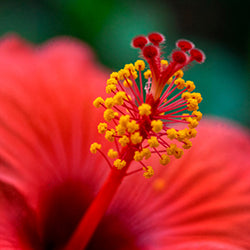Hibiscus