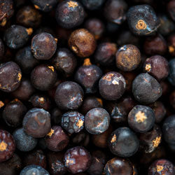Juniper Berry