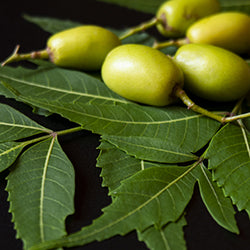 Neem 