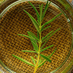 Rosemary Oil