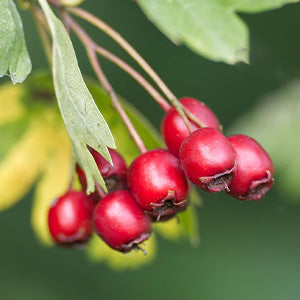 Wintergreen Extract  